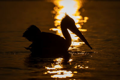 Close-up of a bird in lake