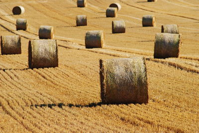 Hay bales in wheat field