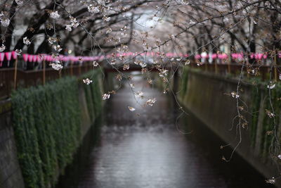 Illuminated trees in water