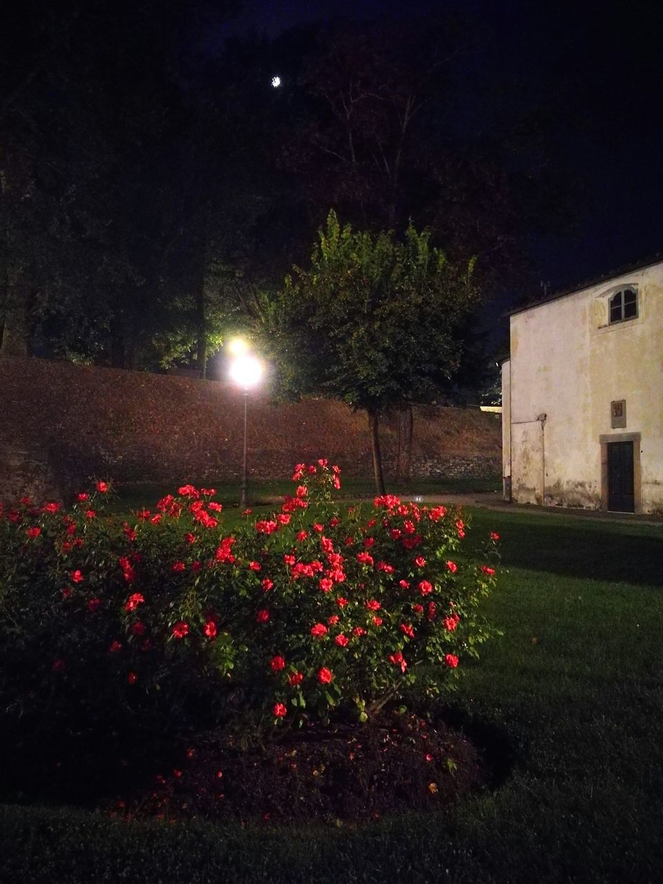 flower, night, building exterior, architecture, built structure, tree, growth, plant, illuminated, in bloom, fragility, red, outdoors, nature, blossom, freshness, sky, beauty in nature, pink color, no people, springtime, blooming, petal