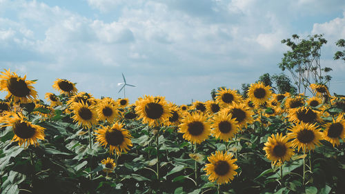 Sunflower, field of sunflowers against blue summer sky