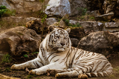 Beautiful portrait of a tiger. tiger lying down and looking into the distance.