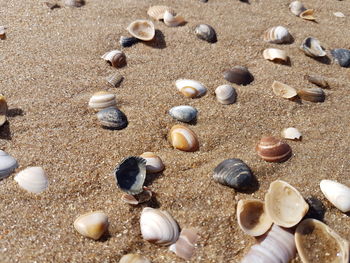 High angle view of shells on sand