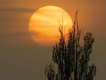 Sun shining through trees