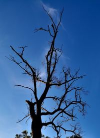 Low angle view of silhouette bare tree against sky