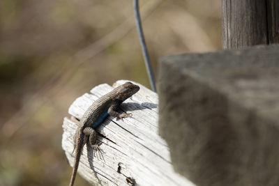 Large male eastern fence lizard sceloporus consobrinus on a wooden post