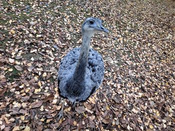 High angle view of bird on field