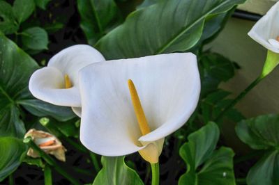 Close-up of white flower blooming outdoors