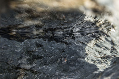 Close-up of tree trunk