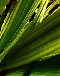 Close-up of fresh green leaf