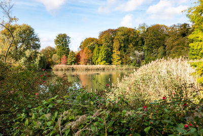 Scenic view of lake in forest against sky