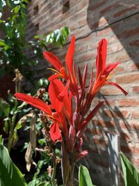 Close-up of red flower