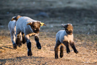 Dogs running on land