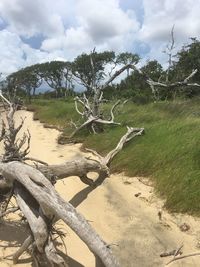 Fallen tree on grassy field