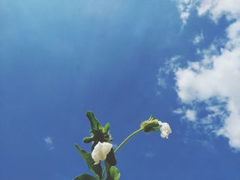 Low angle view of flowering plant against blue sky