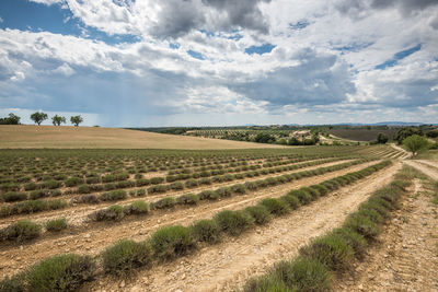 Scenic view of agricultural field against sky