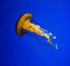 View of jellyfish swimming in sea
