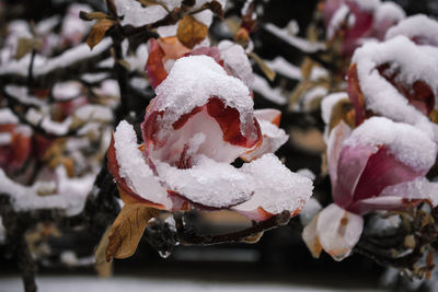 Close-up of ice cream during winter