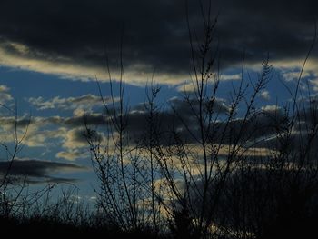 Silhouette of trees against dramatic sky