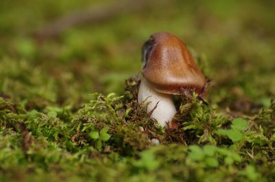 Close-up of mushroom growing on field