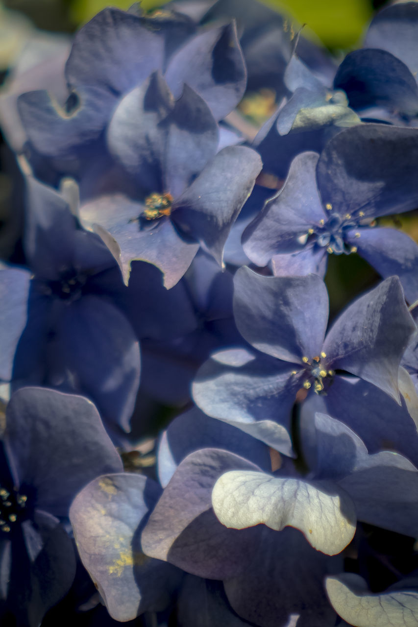 CLOSE-UP OF FLOWERING PLANTS