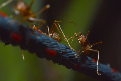 Close-up of ants on rope