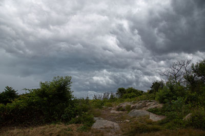 Scenic view of trees against sky