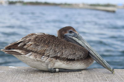 Close-up of bird perching on wood