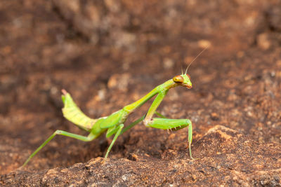 Close-up of insect on leaf