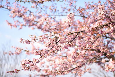 Low angle view of cherry blossoms against sky