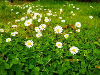 High angle view of white daisy flowers on field