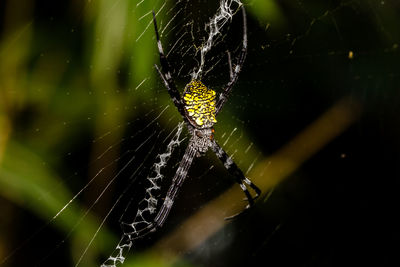 Close-up of spider on web