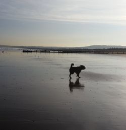 Dog standing on beach