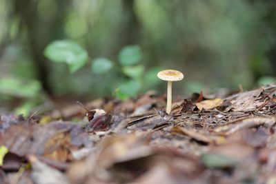 Close-up of mushroom growing in forest