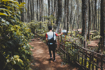 Rear view of man walking amidst trees in forest