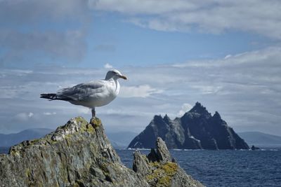 Bird perching on rock by sea against sky