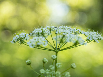 Close-up of flowering plant on field