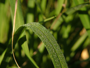 Close-up of dew drops on leaf
