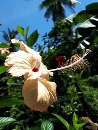 Close-up of hibiscus blooming outdoors