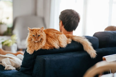 Senior ginger cat and his owners resting together on blue couch in living room