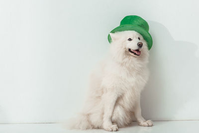 Dog standing against wall