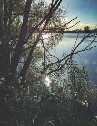 Trees by lake against sky
