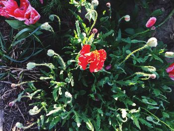 Close-up high angle view of red flowers