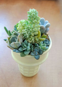 Succulent terrarium in ceramic yellow ice cream pot
