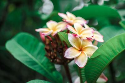 Close-up of frangipani on plant