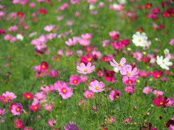 Close-up of pink cosmos flowers on field