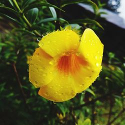 Close-up of yellow flower blooming outdoors