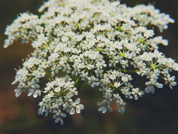 Close-up of white flowers