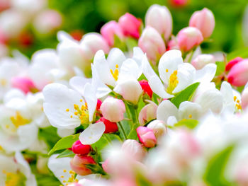 Close-up of white flowering plants