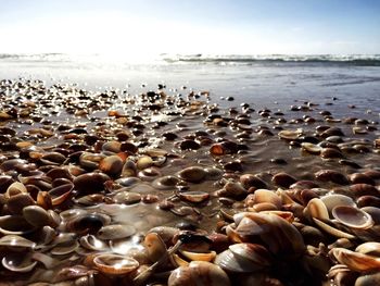 Shells on wet shore against sky